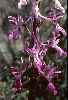 <em>Orchis anatolica</em>